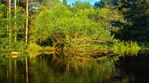 Tree Reflection