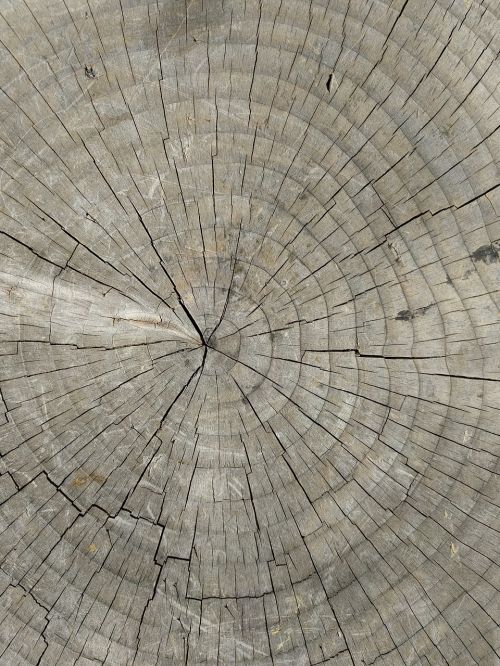 tree rings wood stump