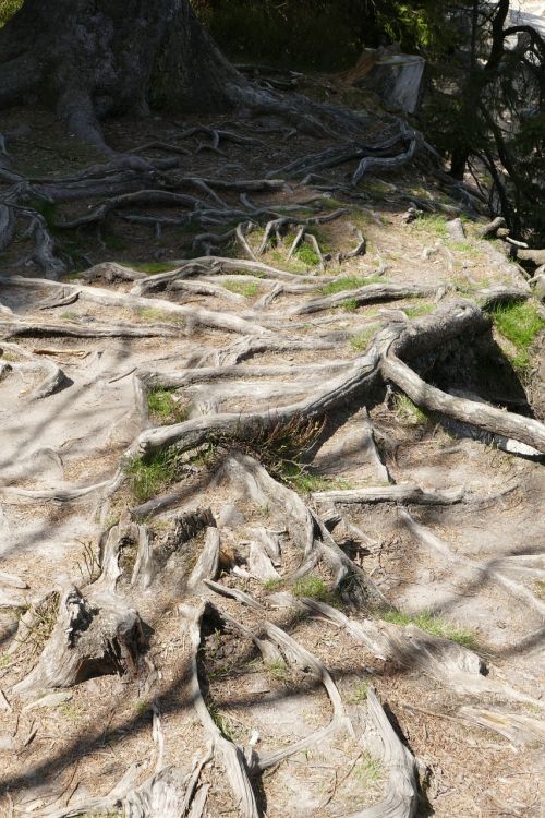 tree root nature wood