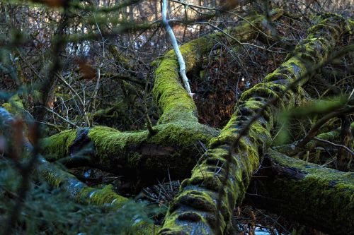 tree root moss overgrown