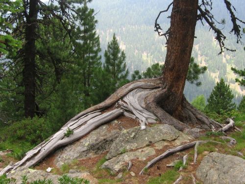 tree root gnarled root