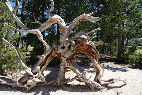 Tree Root Dried Out