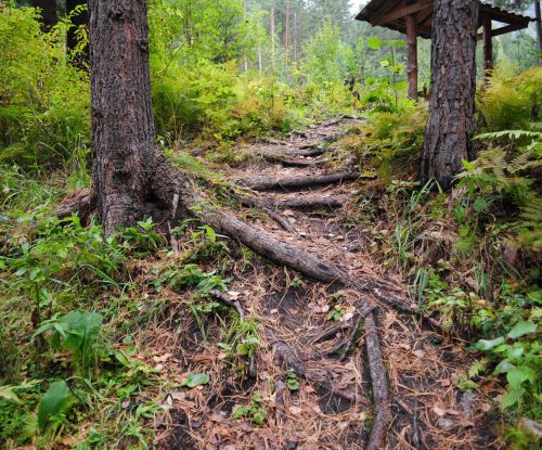 Tree Roots