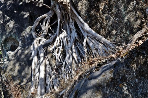 Tree Roots