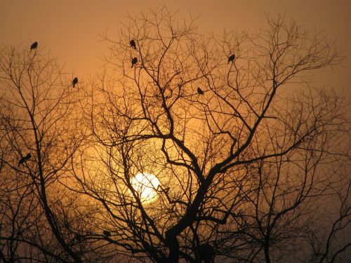 tree silhouette sunrise branches