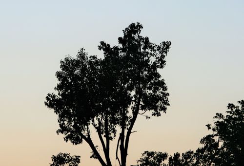 Tree Silhouette