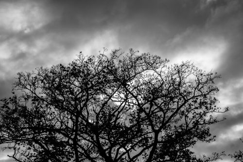 Tree Silhouette