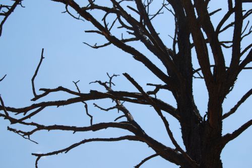 Tree Silhouette 2