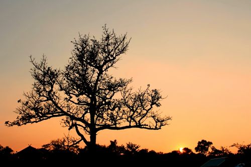 Tree Silhouette In Nature