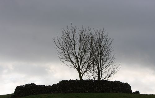 Tree Silhouette Winter Morning