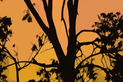 Tree Silhouette With Golden Glow