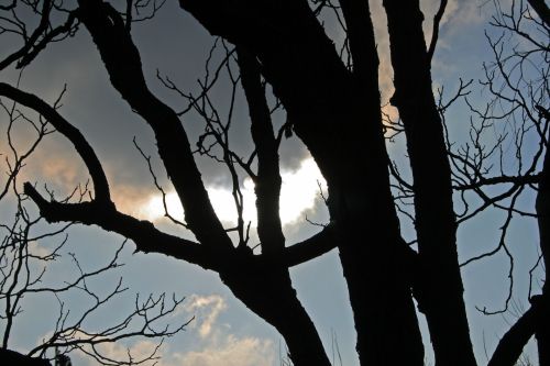 Tree Silhouette With Stormy Sky