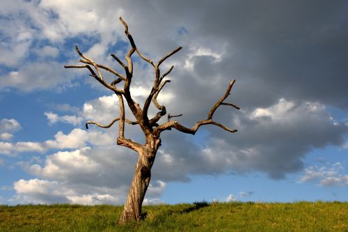 tree skeleton clouds meadow
