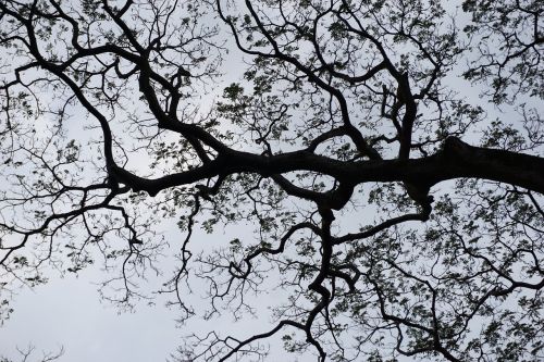 tree sky tree sky contrast tree silhouette