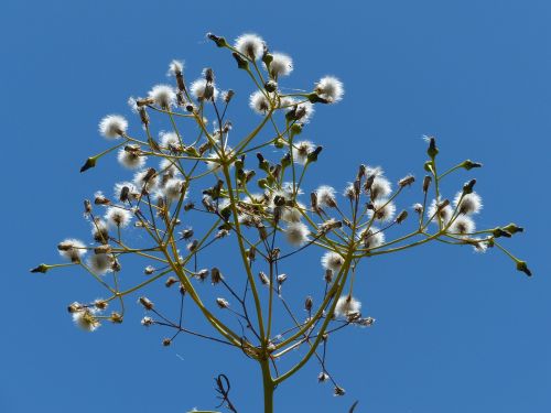 tree sow-thistle sonchus congestus seeds