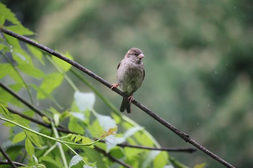 tree sparrow bird nature