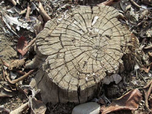 Tree Stump 1