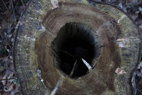 tree stump forest nature