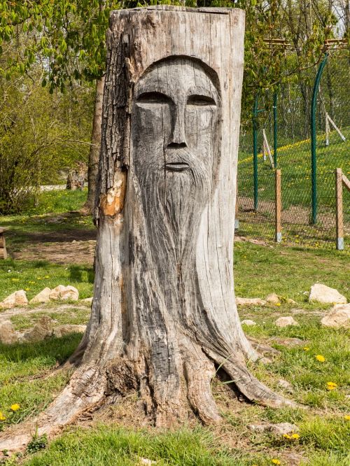 tree stump face wood