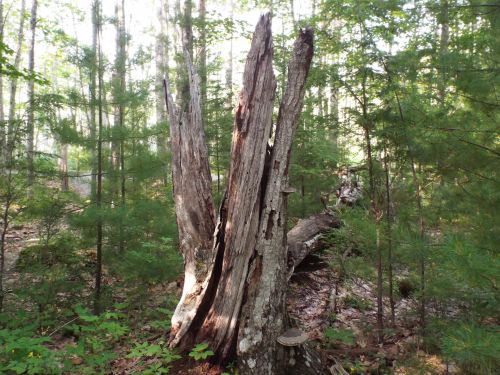 Tree Stump