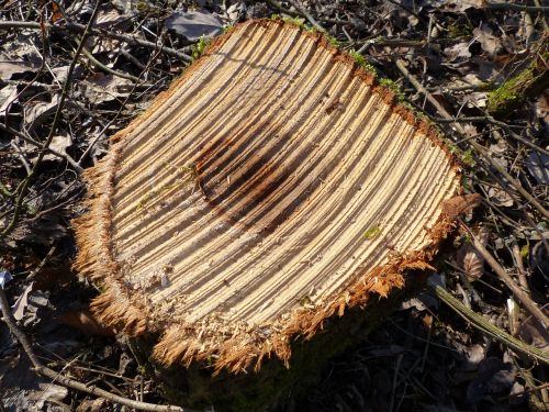tree stump wood sägestruktur