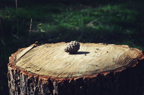 tree stump ring time