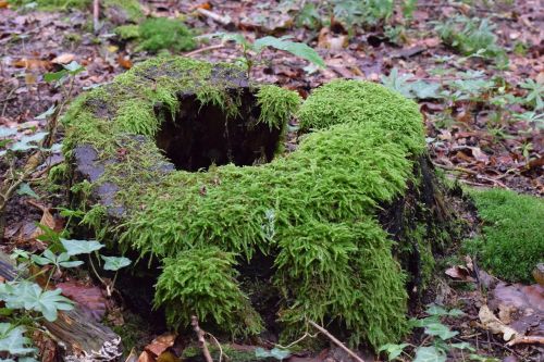 tree stump moss log