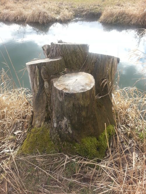 tree stump fallen tree wood