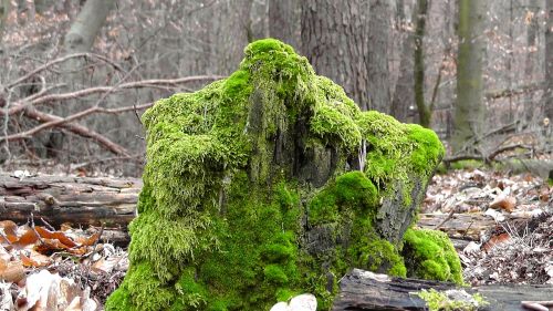 tree stump moss bemoost