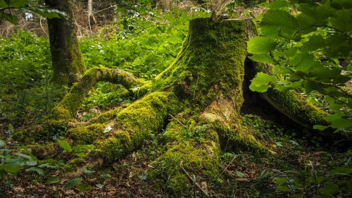 tree stump moss forest