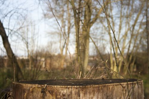 tree stump forest undergrowth