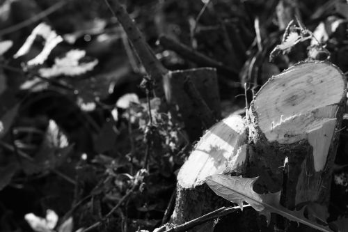 tree stump stump tree