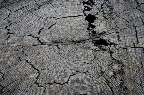 tree stump wood old