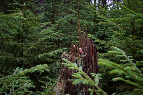 tree stump  dead wood  forest
