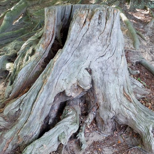tree stump old tree