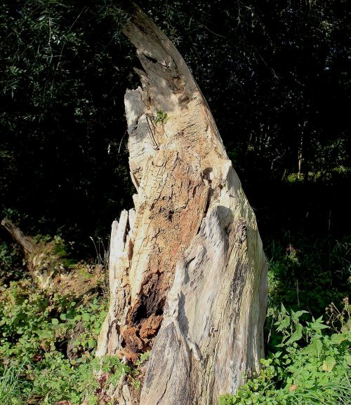 tree stump tree tree trunk