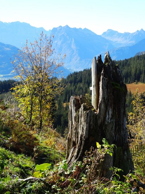 tree stump log storm damage