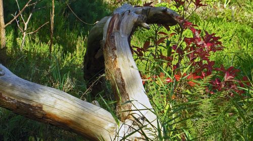 tree stump nature landscape