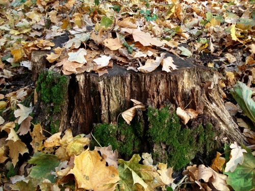 tree stump fall leaves moss