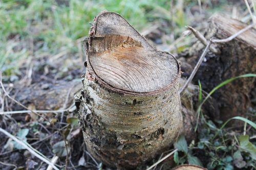tree stump bark wood