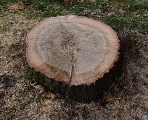 tree stump annual rings nature