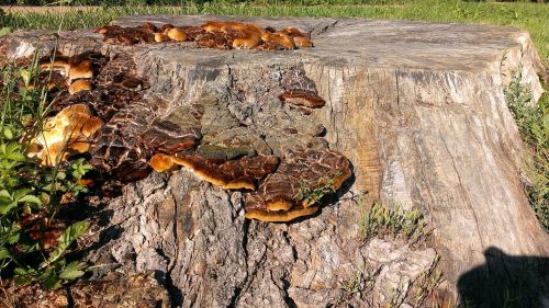 tree stump mushrooms nature