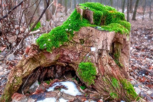 tree stump moss green