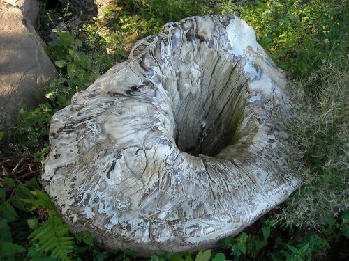 tree stump hackneyed trunk nature