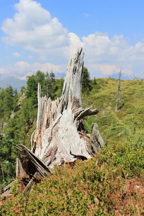 tree stump mountain landscape vermoderndes wood