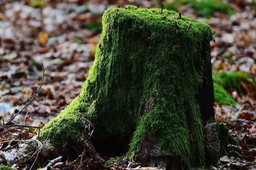 tree stump moss wood