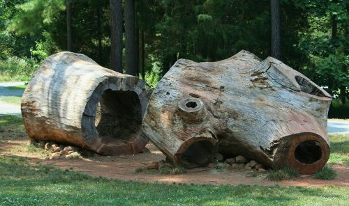 tree stumps logs huge