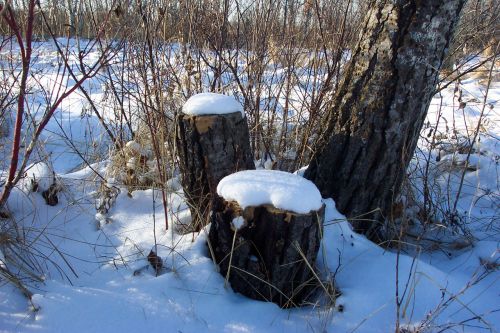 Tree Stumps In The Snow