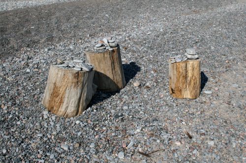 Tree Stumps