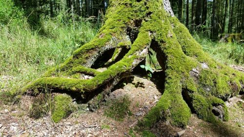tree support tree moss